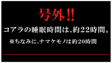 号外！号外です！コアラの睡眠時間の秘密！
