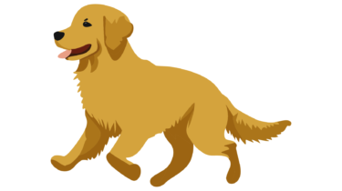 すべて無料！商用利用可！無料販促イラスト素材・ゴールデンレトリバー・その６・無料ダウンロードはこちらから！