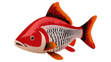 すべて無料！商用利用可！無料販促イラスト素材・鯉図・第一帖・その１０・無料ダウンロードはこちらから！