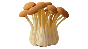 すべて無料！商用利用可！無料販促イラスト素材・えのきだけ・その５・無料ダウンロードはこちらから！